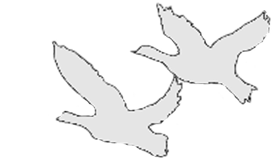 download King Eider locations